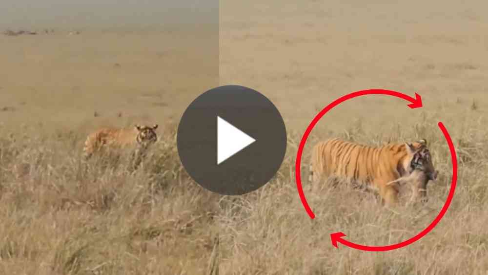 Tiger Viral Video