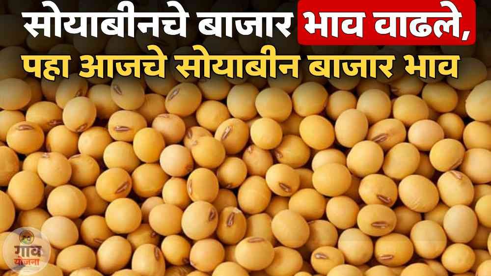 Soyabean Rate Today